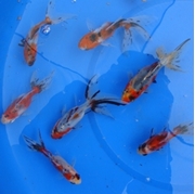 3" Fantail Calico Goldfish - 25 ct 