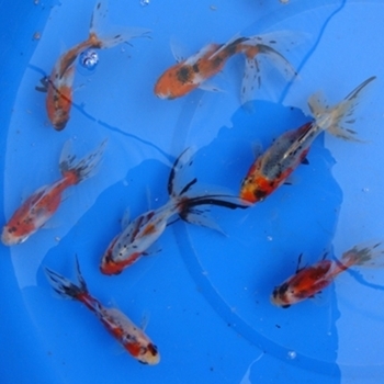 4" Fantail Calico Goldfish - 18 ct