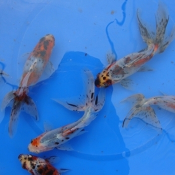 5" Fantail Calico Goldfish - 12 ct