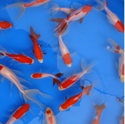 3" Fantail Sarasa Goldfish- 25 ct 