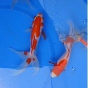 5" Fantail Sarasa Goldfish- 12 ct