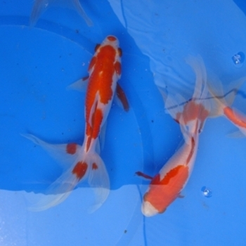 6" Fantail Sarasa Goldfish - 8 ct 
