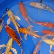 6" Select Butterfly Koi - 8 ct