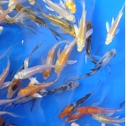 3" Select Butterfly Koi - 25 ct 