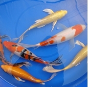 17" Select Butterfly Koi - 1 ct