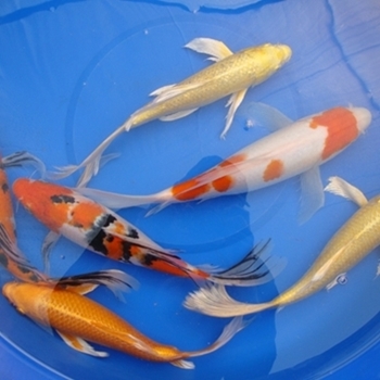 14" Select Butterfly Koi - 1 ct