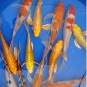 12" Select Butterfly Koi - 1 ct