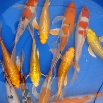 12" Select Butterfly Koi - 1 ct