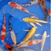 10" Select Butterfly Koi - 2 ct