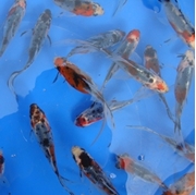 4" Shubunkin Goldfish - 18 ct