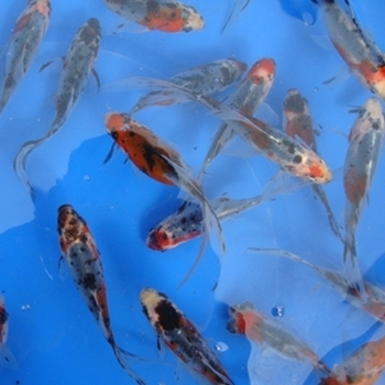 5" Shubunkin Goldfish - 12 ct