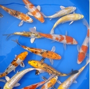 Picture for category Premium Koi
