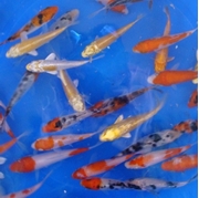 Picture for category Select Koi