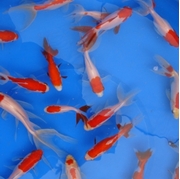 Picture for category Fantail Sarasa Goldfish
