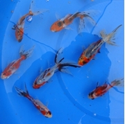Picture for category Fantail Calico Goldfish